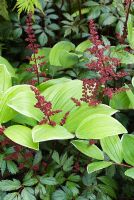 Astilbe and Polygonatum foliage - An Urban Retreat by Paul Titcombe - BBC Gardeners' World Live 2009 - Gold Medallist 