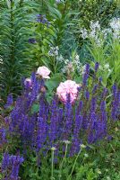Mixed planting of Salvia nemorosa, Amsonia tabernaemontana and Rosa - The TENA Active Living Garden - BBC Gardeners' World Live 2009