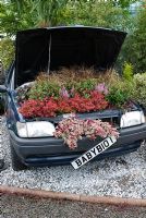 Car planted with Carex flagellifera, Fuchsia 'Tom Thumb', Fuchsia 'Sunray' and Berberis thunbergii 'Orange Rocket' - The Baby Bio Garden - BBC Gardeners' World Live 2009
