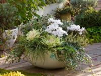 Mixed patio tub of Brassica, Cyclamen, Brachyglottis greyi 'Sunshine', Hedera, Calluna 'Melanie' and Carex 