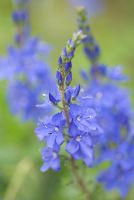 Veronica austriaca subsp. teucrieum 'Crater Lake Blue' - RHS Wisley