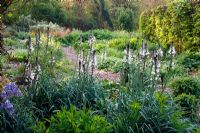 The Stone garden at Dawn, early May in Holbrook Garden with Asphodelius albus and Thermopsis lupinoides
