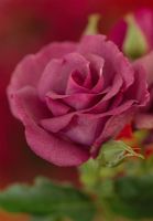 Rosa 'Rhapsody Blue' - RHS Hampton Court Flower Show

