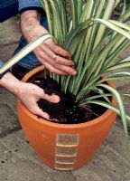 Planting Phormium hookeri 'Cream Delight' - Firm compost down around rootball