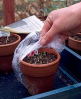 Petunia f1 'Daddy Mix' - Removing cling film from pot of seedlings 