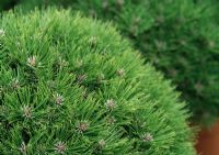 Pinus 'Marie Bregeon'
