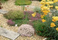 Gravel garden with creeping thyme, Hieracium aurantacium, Orange Hawkweed and Achillea