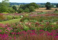 Stachys officinalis 'Hummelo' in foreground, beyond various Echinacea purpurea, Monada and Veronicastrum in Piet Oudolf boarder, RHS Wisley in July