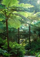Cyathea - Tree ferns