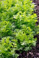 Carrot 'Amsterdam Forcing' sown 20 March shown May 9