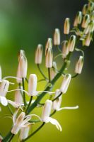 Albuca nelsonii - Nelsons slime, lily flower