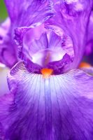 Iris 'Janine Louise' - Bearded iris flower