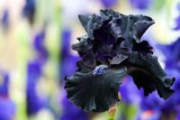 Iris 'Obsidian' - Tall Bearded Iris