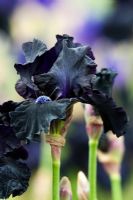 Iris 'Obsidian' - Tall Bearded Iris