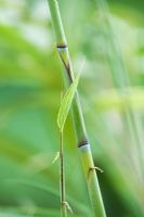 Sasa kurilensis 'Shimofuri' - bamboo