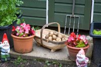 Trug of picked potatoes, fork, gnomes and containers in front of shed