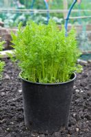 Young carrots 'Royal Chantenay' growing in pot