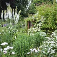 Colour themed border with white Eremurus  himalaicus and summerhouse - Millennium Garden NGS, Lichfield, Staffordshire