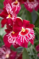 Miltonia 'Newton Falls' - Orchid