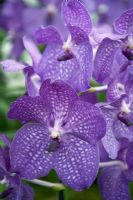 Vanda 'Blue Magic' - Orchid