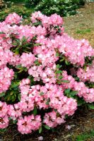 Rhododendron 'Hachmanns Marlis' AGM