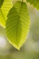 Castanea sativa - Sweet Chestnut leaf