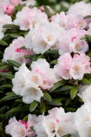 Rhododendron x yakushimanum