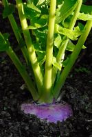 Brassica rapa 'Purple Top Milan' - Turnip