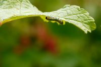 Nematus ribesii - The gooseberry sawfly feeding on redcurrant leaves
