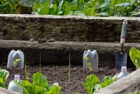 Young courgette plants under plastic bottles