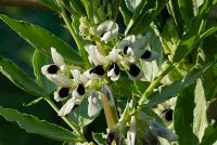 Vicia faba 'The Sutton' - Dwarf broad bean flowers