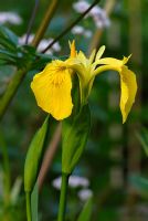 Iris pseudacorus - Yellow flag iris and Valeriana officinalis - Valerian growing in a wet garden border
