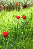 Tulipa 'Couleur Cardinal' in grass