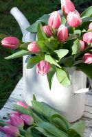 Bunch of Tulipa 'Valentine' in white watering can on chair