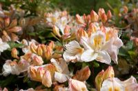 Rhododendron 'Silver Slipper' - Azalea