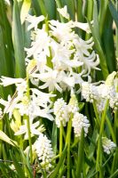 Hyacinthus multiflorus 'Snowwhite' and Muscari botryoides 'Album'