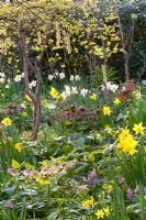 Mixed spring border with Narcissus lerchensporn, Corydalis and Helleborus orientalis