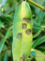 Hebe leaf spot - Septoria exotica