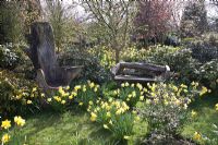 Wooden bench and chair amongst Narcissus at Coopers Millenium Garden, Lichfield