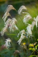 Miscanthus nepalensis - Himalayan fairy grass in Autumn