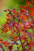 Rosa virginiana hips in Autumn - North America