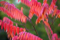 Rhus copallina - Flameleaf Sumac, Shining Sumac, eastern United States native in Autumn