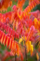 Rhus copallina - Flameleaf Sumac, Shining Sumac, eastern United States native, autumn