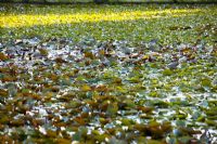 Nymphaea - Waterlilies on pond
