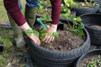 Planting strawberries - Firming soil round plants in recycled car tyre containers