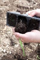 Transplanting sweetcorn - Removing seedling from seed tray