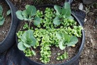 Interplanting radish with cabbages