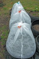 Tyres covered with fleece for protection against carrotfly
