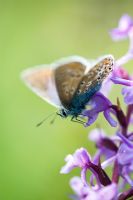 Polyommatus icarus - Common blue butterfly on a fragrant orchid