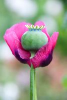Papaver somniferum - Poppy and seedhead
